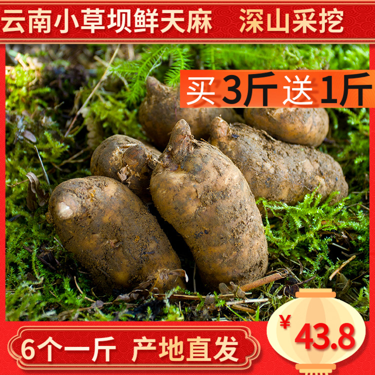 云南昭通天麻新鲜小草坝原生天麻新鲜现挖现发500g1斤原产地直发