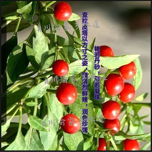 正宗秘鲁宝藏查拉皮塔辣椒鲜果米其林专供御用辣椒红色干果