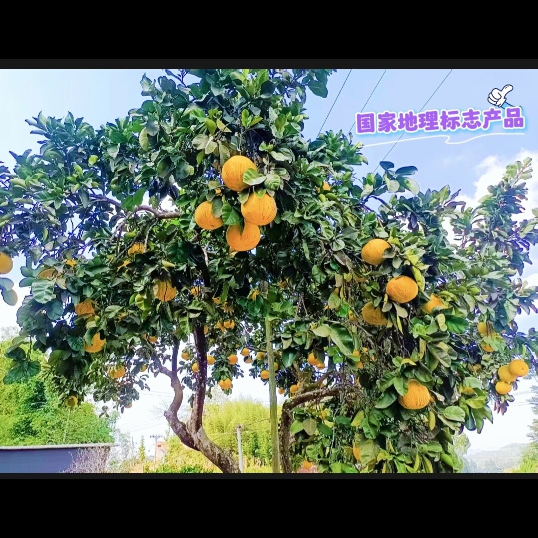 重庆土特产梁平柚梁山柚麻柚子平柚子