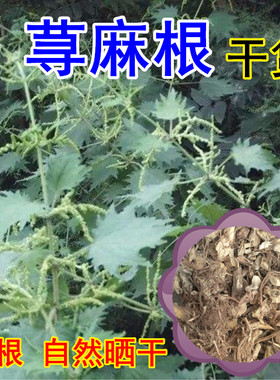 荨麻草根白活麻根干货包邮