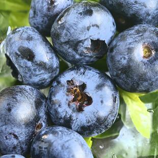 【二月】攀枝花花香蓝莓 脆甜花果香 125g/盒 顺丰空运包邮