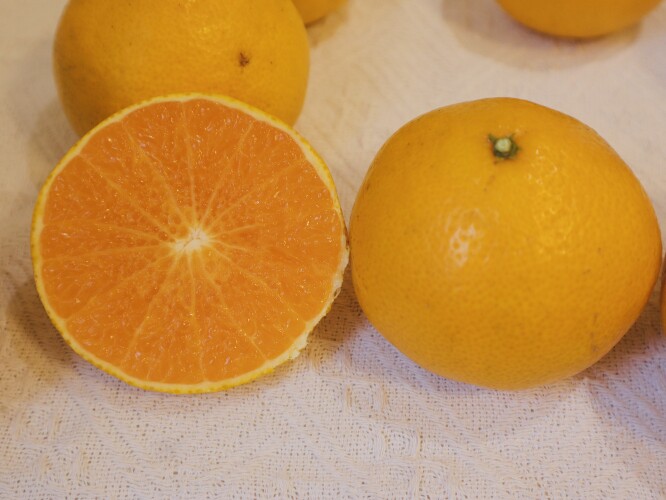 【二月】阳光一号桔柚 中柑所新品种 自带柚子清香和果冻橙细嫩