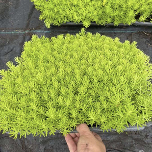 佛甲草草皮过路黄万年草中华景天佛甲草苗屋顶绿化坪植物