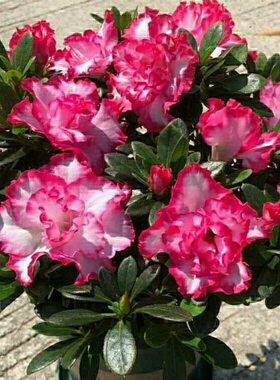 杜鹃花盆栽带花苞木本四季开花名贵杜鹃阳台窗台花园净化空气趣味