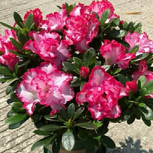 杜鹃花盆栽带花苞木本四季开花名贵杜鹃阳台窗台花园净化空气趣味
