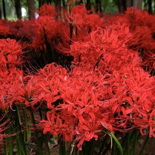 开大红花室内阳台浓香花卉 彼岸花种球曼珠沙华盆栽多年生石蒜四季