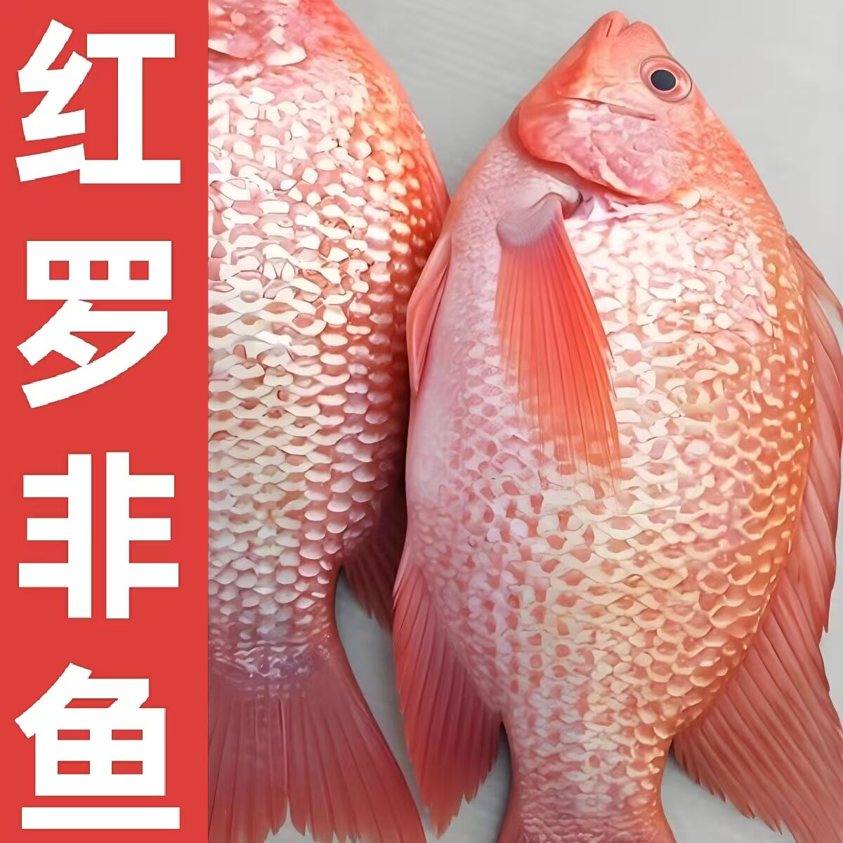 红罗非鱼彩虹雕豹纹红罗非鱼