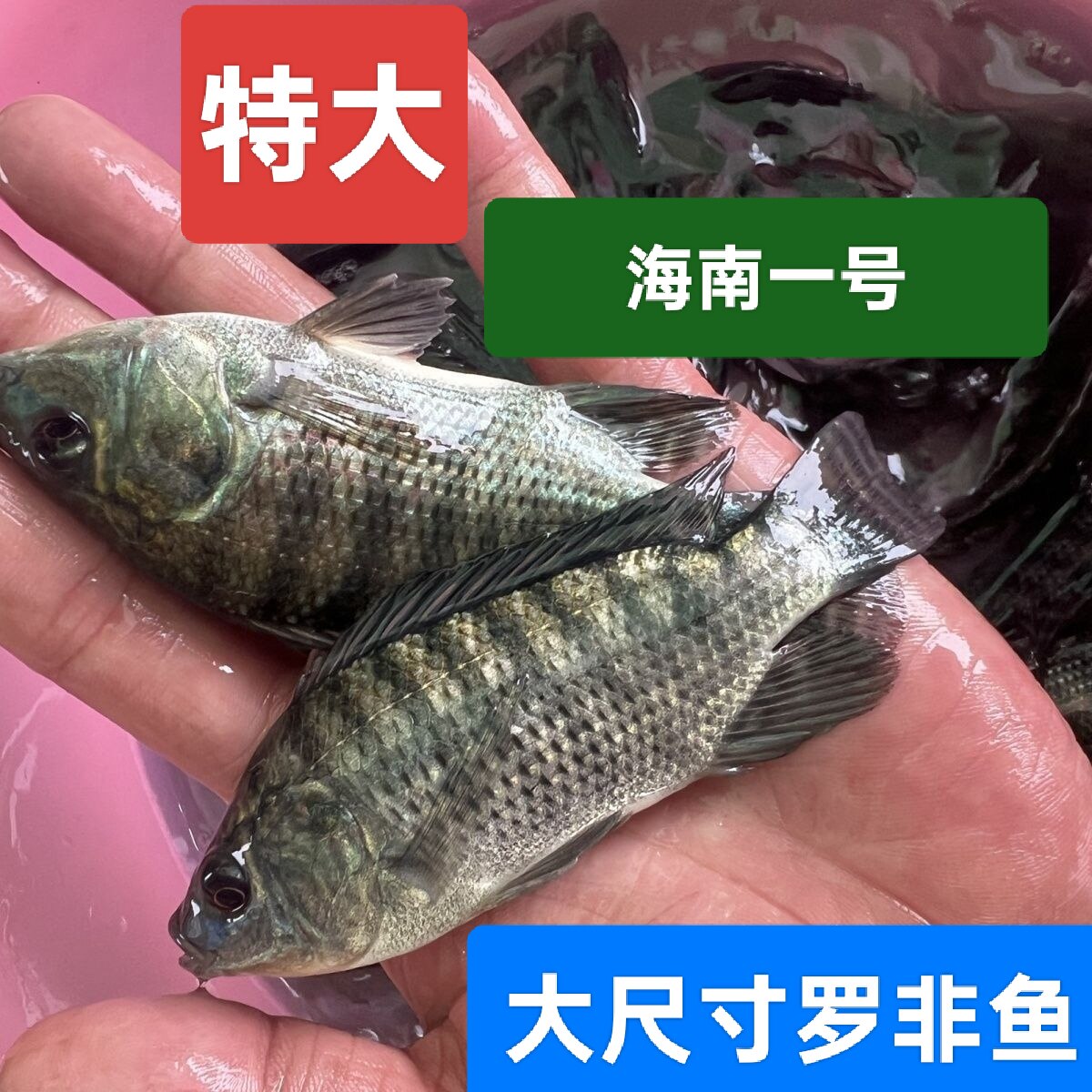大尺寸海南一号特大罗非鱼苗鱼苗淡水养殖食用福寿鱼饲料批 发