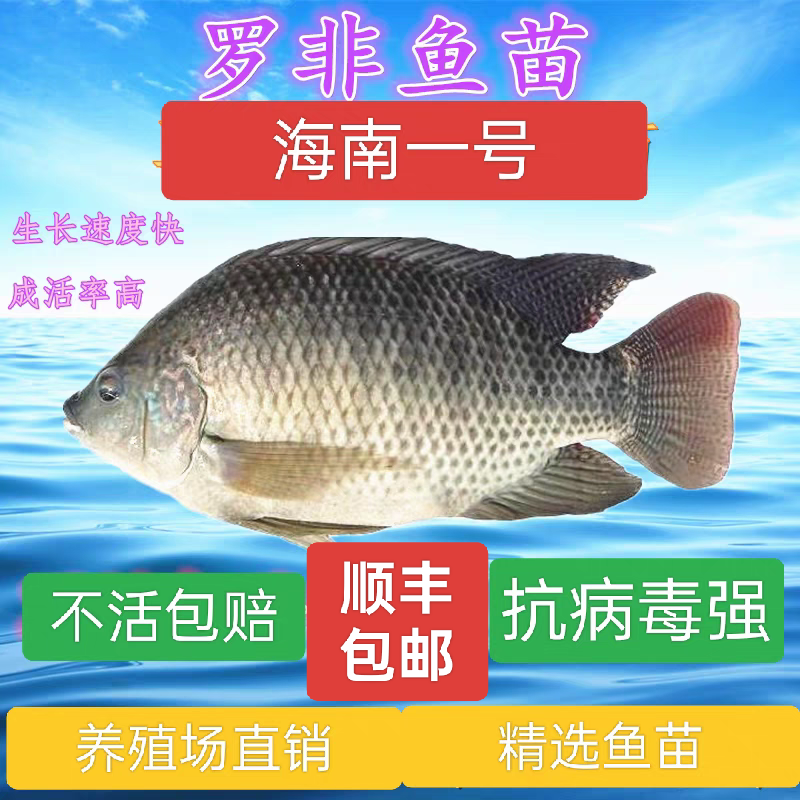 罗非鱼苗鱼苗淡水养殖食用脆肉罗非鱼苗福寿鱼鱼苗饲料鱼苗批 发