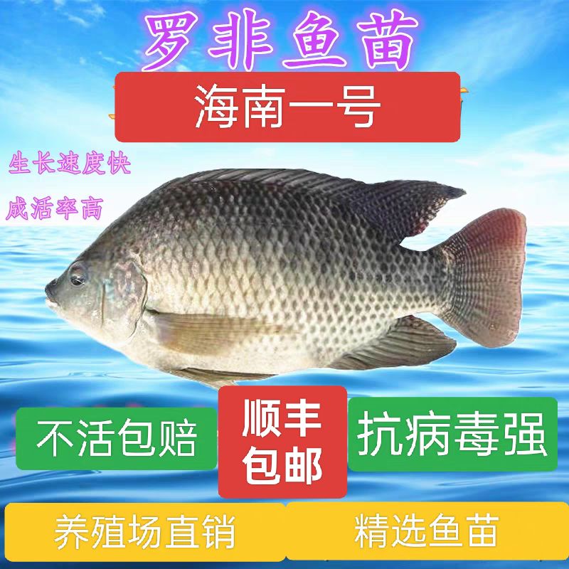 罗非鱼简笔画教程图片