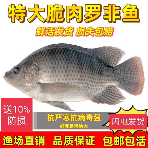 罗非鱼苗鱼苗淡水养殖食用脆肉罗非鱼苗福寿鱼鱼苗饲料鱼苗批 发