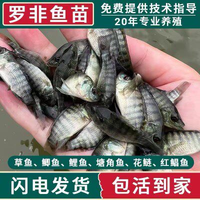 罗非鱼苗鱼苗淡水养殖食用批发