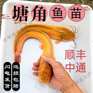 塘角鱼鱼苗淡水 养殖食用本地塘鲺鱼苗鲶鱼苗大全鱼苗批 发鲇鱼苗