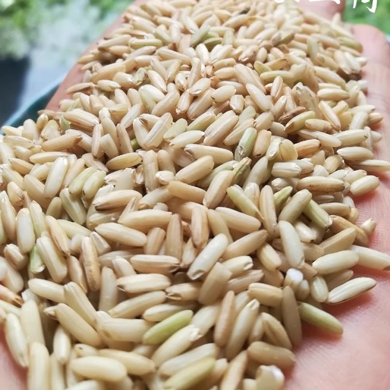 2025年新糙糯米农家粗米产新大米月子酒糟甜酒酿娘酒送甜酒曲杂粮