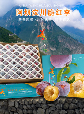 羌李汶川脆红李脱骨李中秋送礼