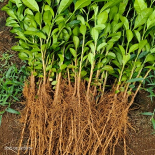 柠檬苗直生柠檬芽苗红芽土柠檬实生苗新会柑茶枝柑嫁接砧木苗幼苗