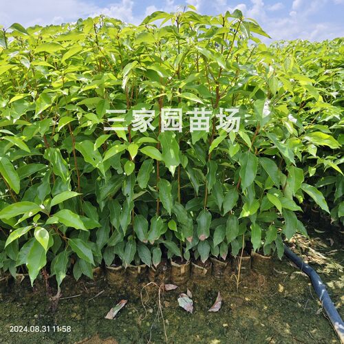 大叶香樟苗小叶樟树芽苗
