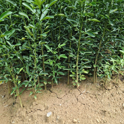 枳橙苗实生苗柑橘嫁接砧木