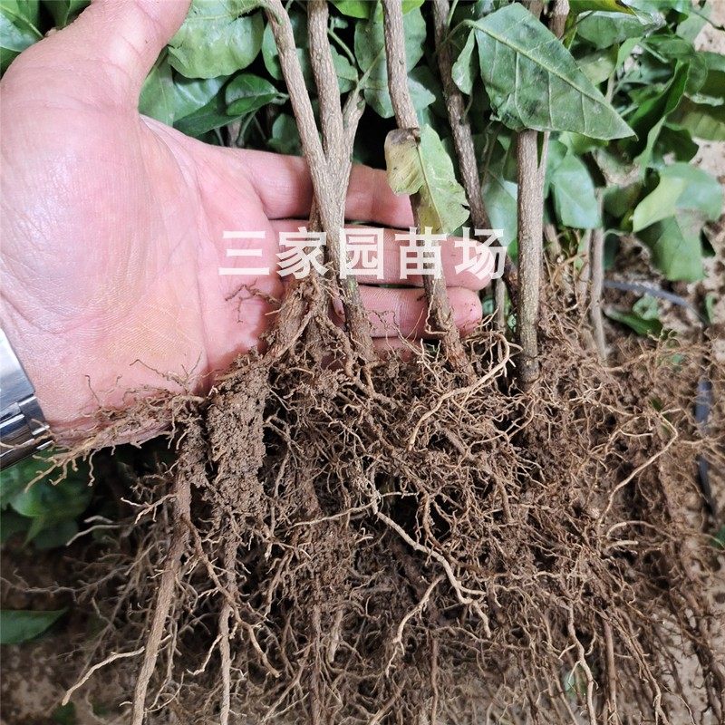 黄皮果树苗黄皮果实生苗黄皮果小苗黄皮果芽苗黄皮果树砧木苗包邮