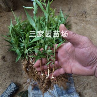 毛桃苗桃仁幼苗桃树苗毛桃芽苗桃子李子嫁接砧木苗桃树实生果树苗