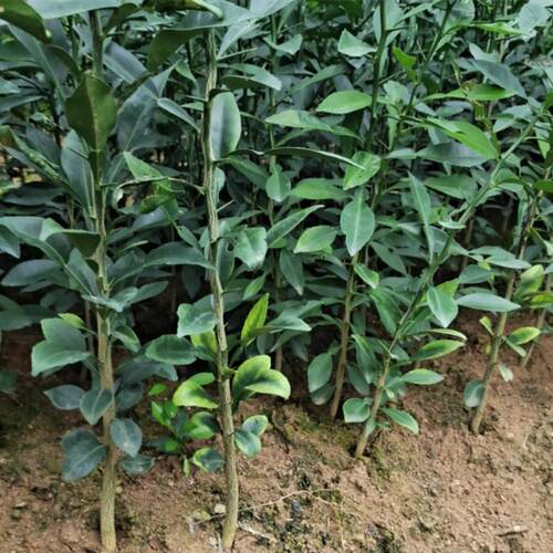 小叶软枝香橙苗实生苗柑橘砧木苗