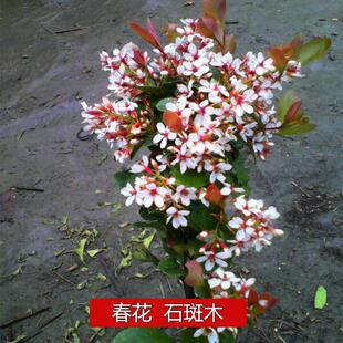 海岛春花树苗报春花石斑木雷公树野外生长现挖盆景风景树车轮梅