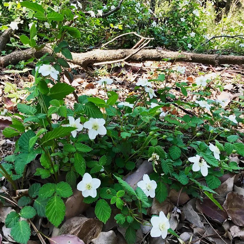 蓬累苗野草莓苗子三月泡儿四月树莓覆盆子悬钩子农村盆栽阳台