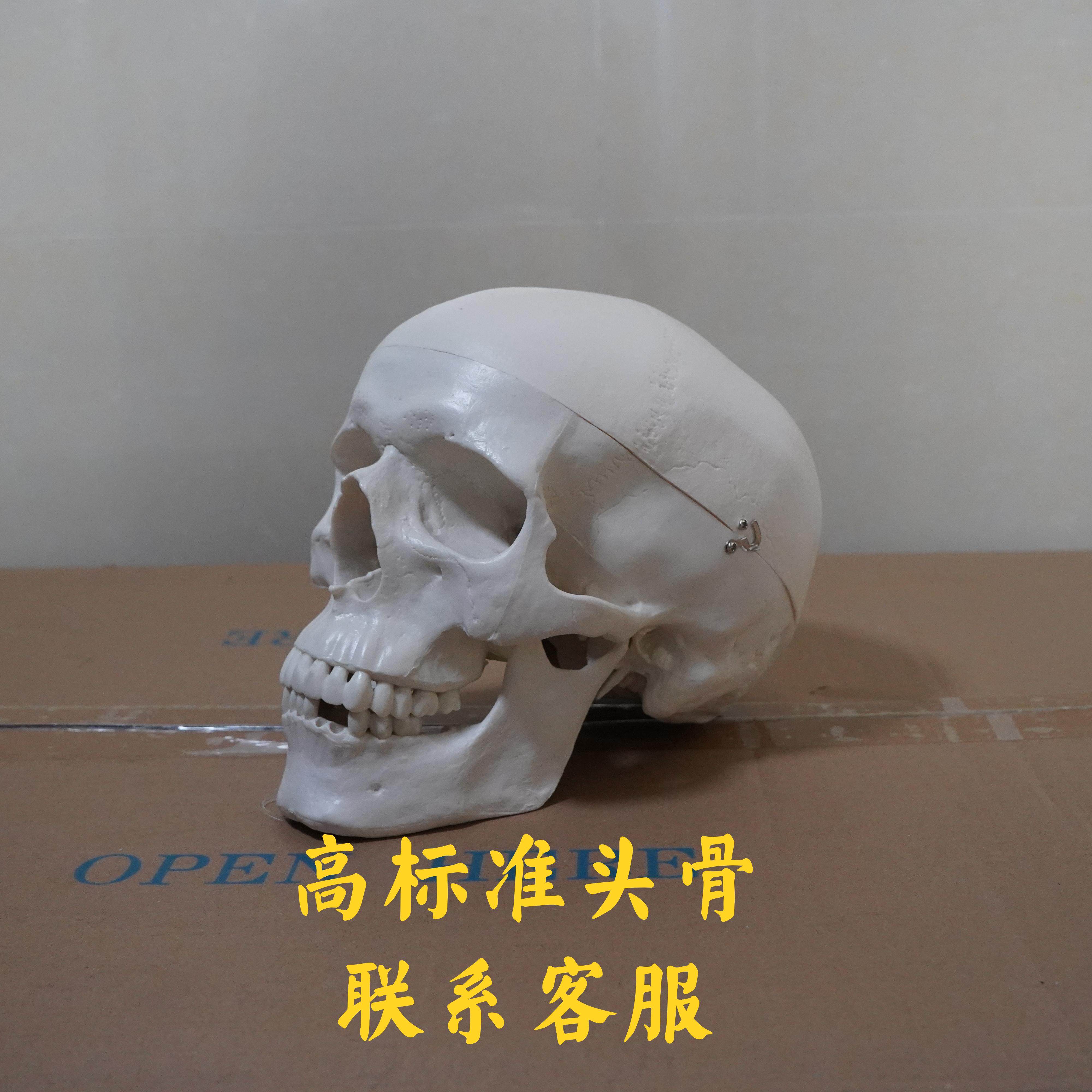 弘深1比1高标准解剖运动教学医用科谱素描美术雕塑绘画头颅骨模型