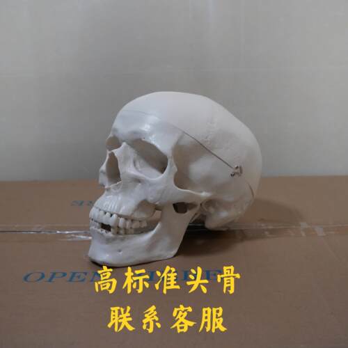 弘深头骨模型高标准高精比例1比1
