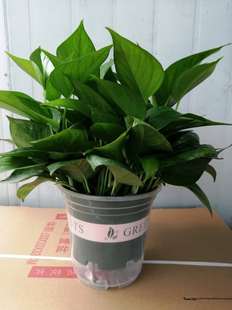 绿萝盆栽室内植物花卉吸甲醛水培绿植长藤绿罗盆景懒人大绿箩吊兰