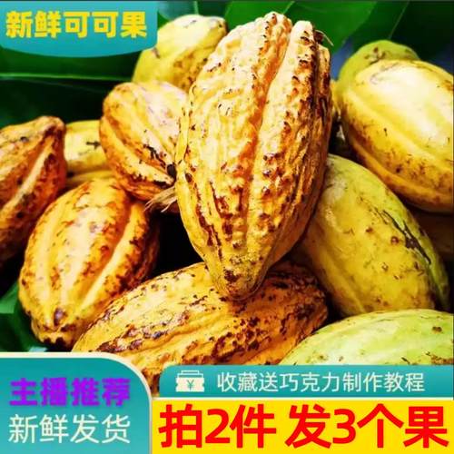 新鲜可可果海南原产地直发热带水果现摘原豆果实巧克力果原料