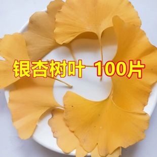 新鲜树叶抖音银杏叶装饰标本手工花束书签真银杏叶书签秋天的叶子