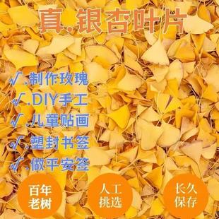 真树叶银杏叶植物标本叶片DIY粘贴画编花标本手工花束书签真空发