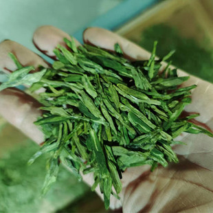 龙井43茶树2026年04月22号新茶高山茶园自家茶山采摘加工散装豆香