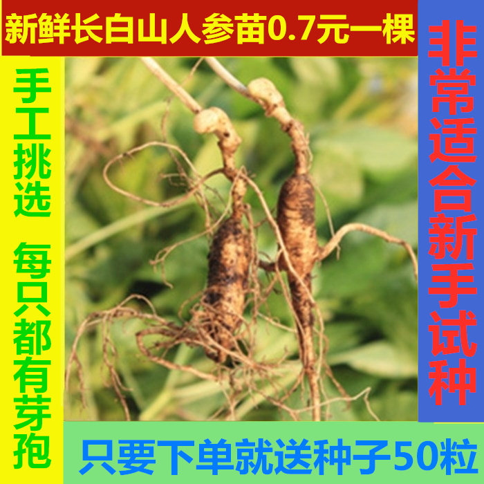 长白山人参人参苗人参种子人参盆栽盆景东北人参30颗包邮送种子