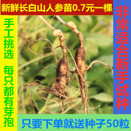 新鲜长白山人参苗顺丰包邮易成活