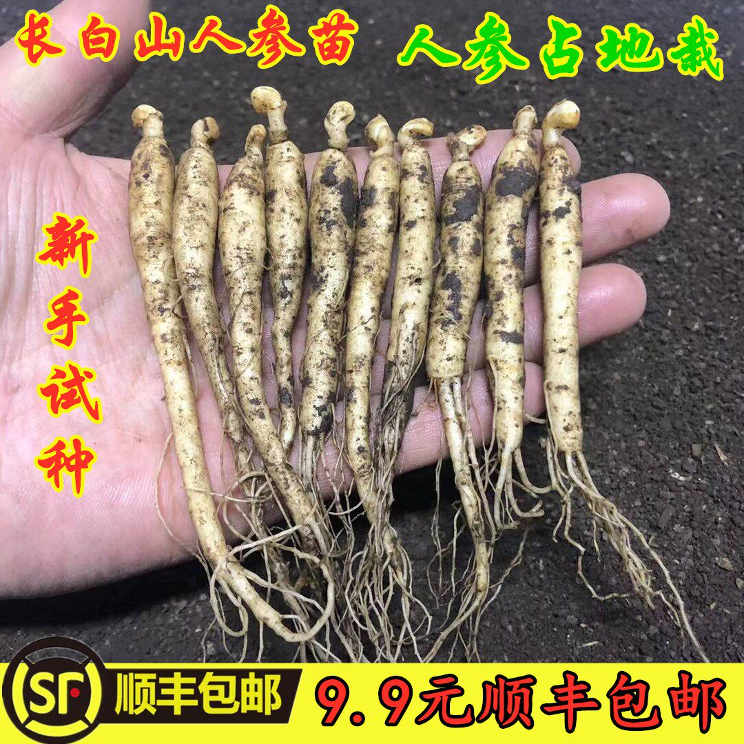 新鲜长白山人参苗人参种子室内室外盆栽盆景人参占地栽征地人参苗