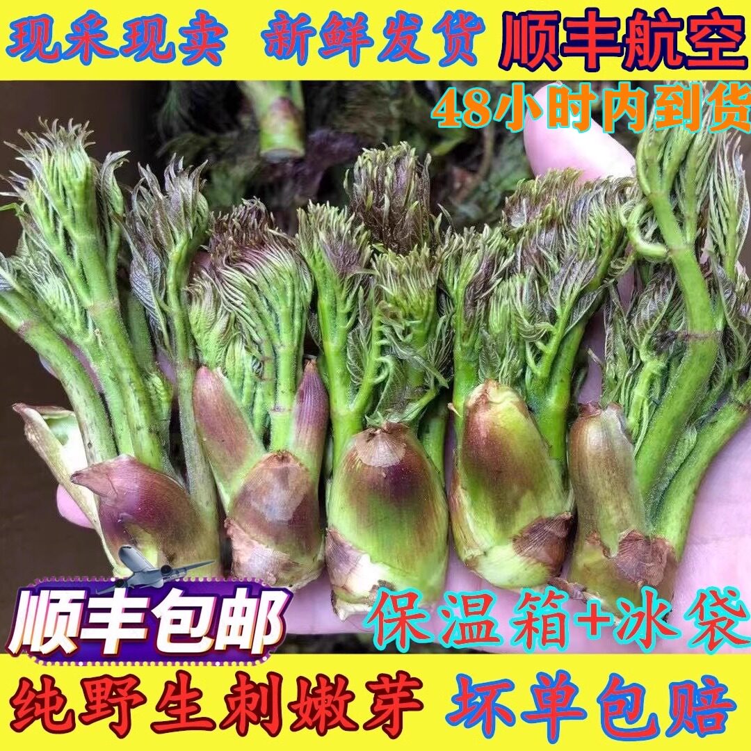 东北新鲜野生刺嫩芽500g刺龙芽刺老芽山野菜通化产地直销1斤包邮