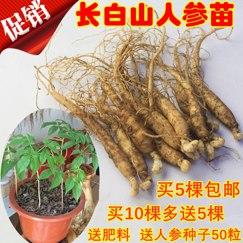 3年参苗 人参苗 长白山人参 新鲜人参苗人参种子开花结果盆栽盆景