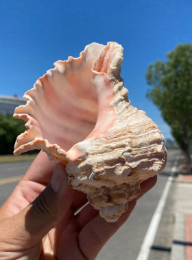 天然海螺贝壳观赏装饰品创意摆件海洋风装饰红口千手螺鱼缸造景