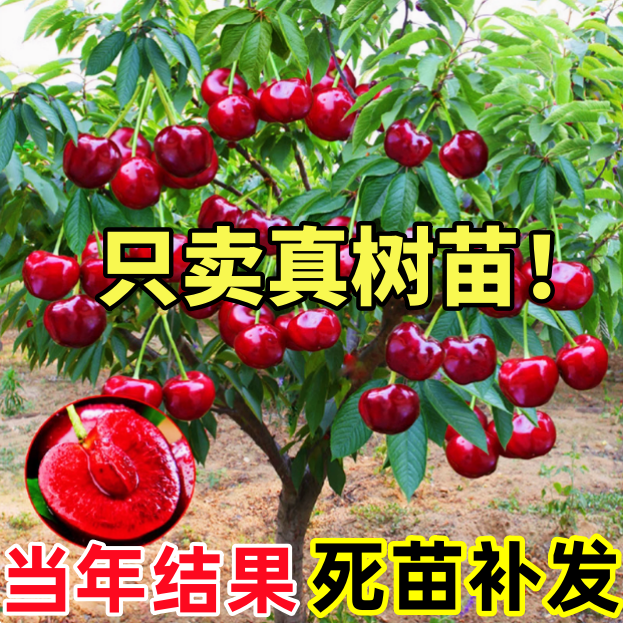 车厘子树苗樱桃树苖南方北方种植