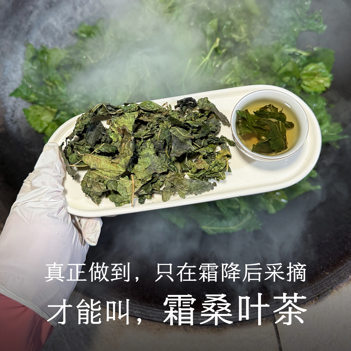 晚桔 霜桑叶茶 霜降后采摘柴锅炒熟非生茶 熬夜养生茶代用茶饮
