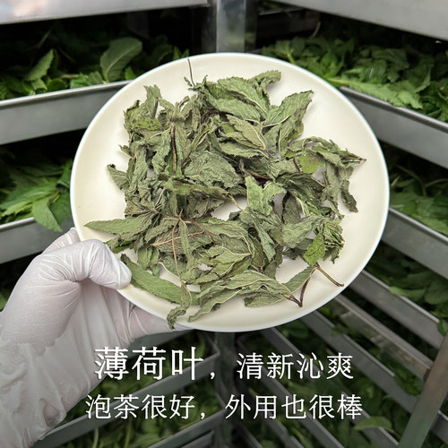 晚桔 薄荷叶 泡薄荷茶做薄荷香包 皱叶留兰香品种薄荷油很香
