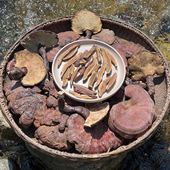 晚桔 非灵芝孢子粉 整支与切片可选 野生赤灵芝 来自大别山区