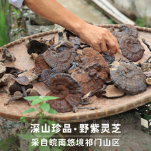 250g十个左右不等 煮茶煲汤 晚桔 黄山山脉野生灵芝整枝紫灵芝