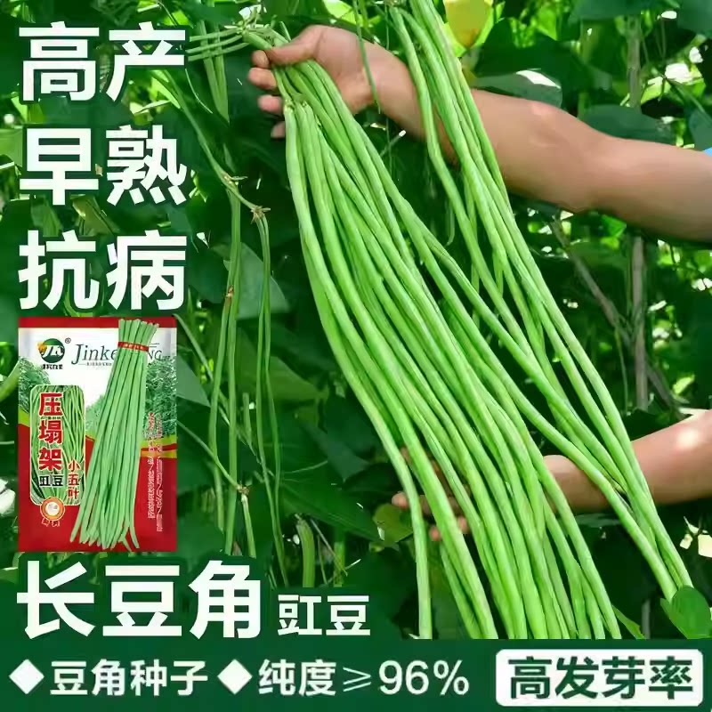 长豆角种子压塌架小五叶特长豇豆种籽庭院田园爬藤一点红蔬菜种孑图片