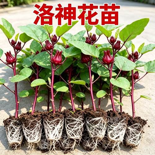 正宗玫瑰洛神花苗玫瑰茄树苗泡酒食用花茶花苗盆栽地栽红桃k