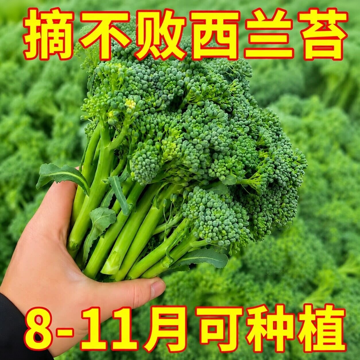 云南新鲜兰花苔西兰花苔芥蓝菜农家自种西兰花脆嫩兰花菜苔新鲜