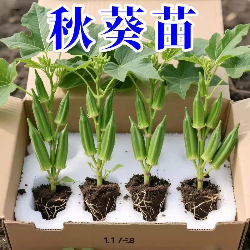 水果秋葵苗秋葵秧苗家庭阳台种植春夏四季播绿植物盆栽蔬菜苗孑