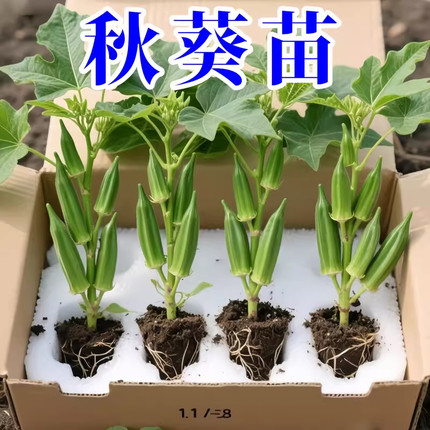 水果秋葵苗秋葵秧苗家庭阳台种植春夏四季播绿植物盆栽蔬菜苗孑
